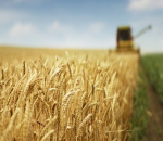 Проданов: Ръстът на горивата увеличава разходите с до 10 евро на декар пшеница