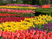 60 000 лалета разцъфват в Балчик, цветният парад започна 