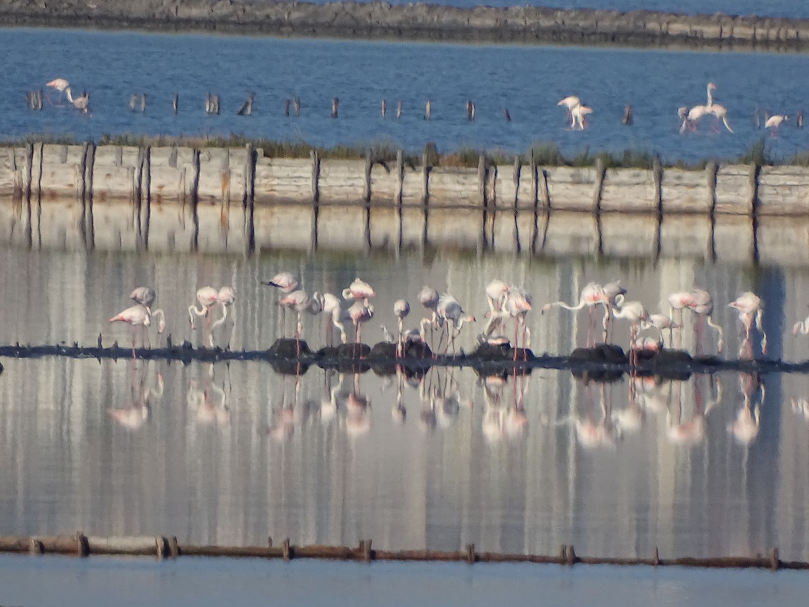 За първи път у нас розово фламинго се излюпи в Атанасовското езеро в Бургас  