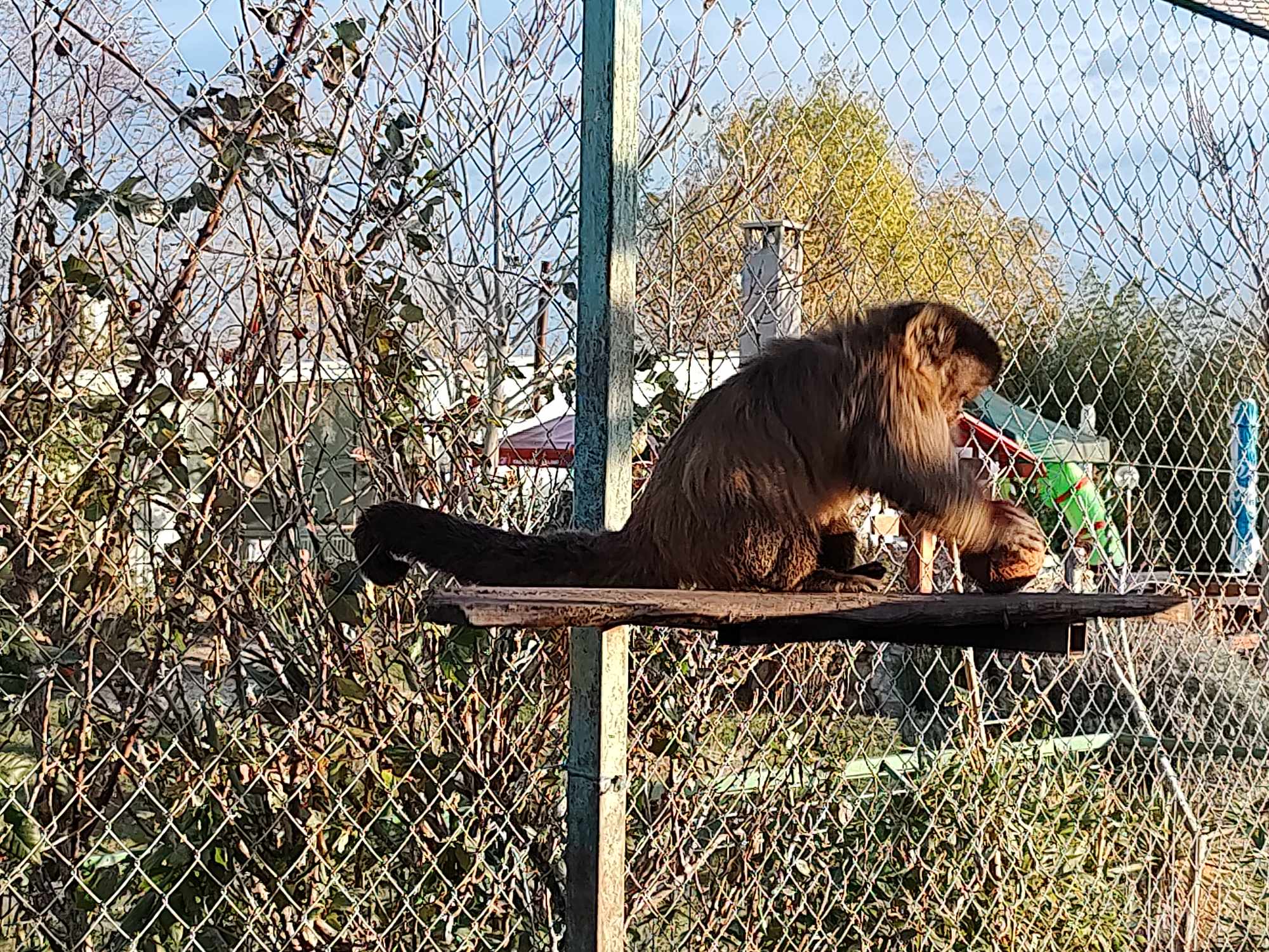 Коледни лакомства, опаковани като подаръци, получиха животните в Зоо-Бургас