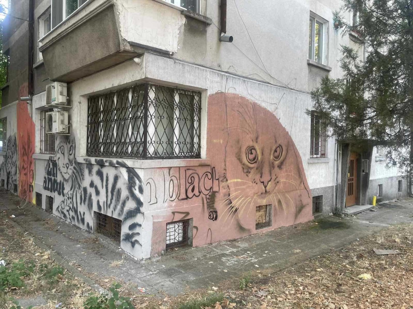Котки се появиха на фасадата на кооперация в бургаския ж.к. „Възраждане“