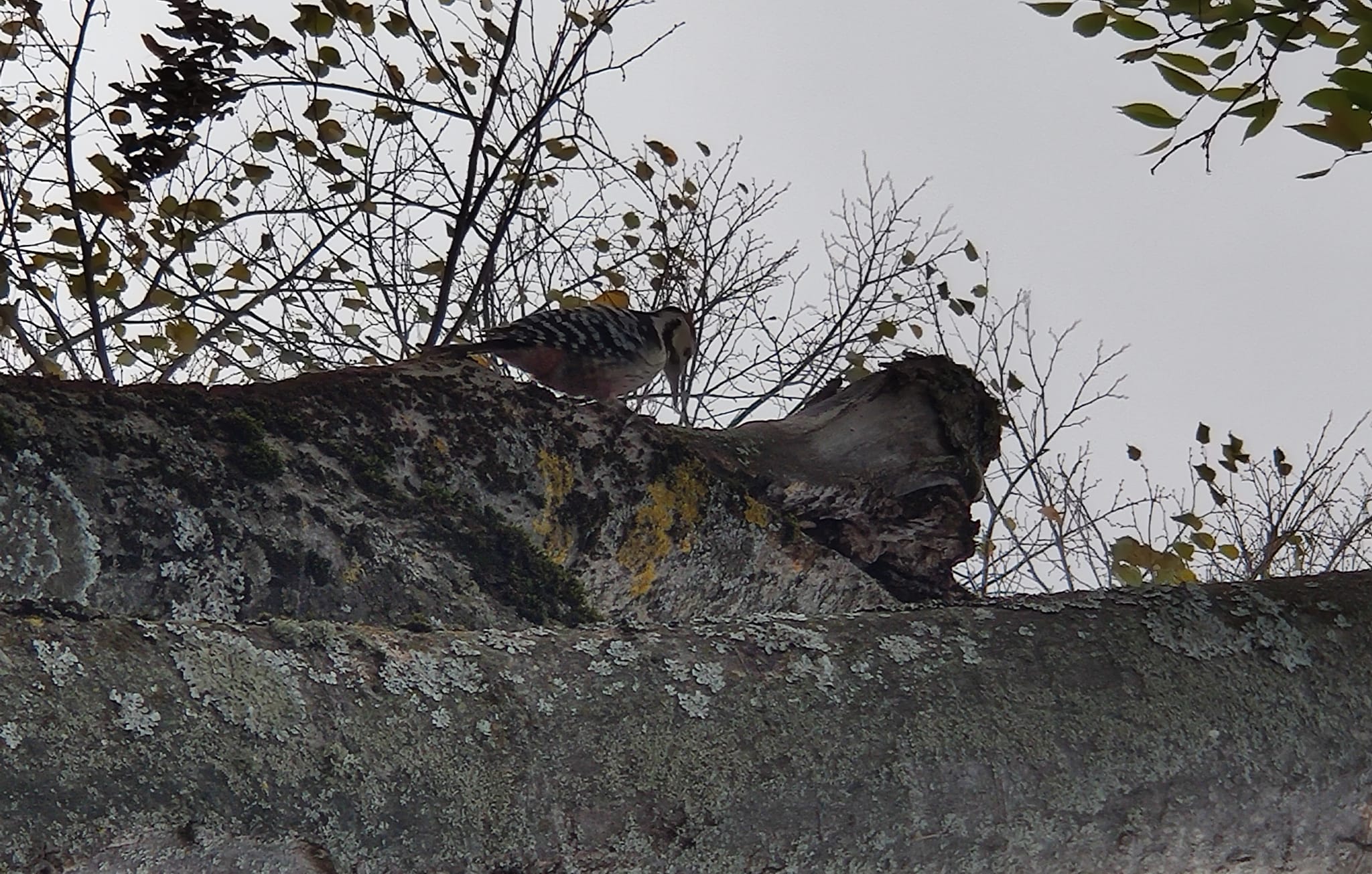 Рядък вид кълвач е наблюдаван в центъра на Малко Търново   