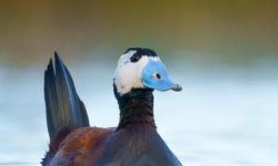 Нов рекорден брой тръноопашати потапници е установен у нас