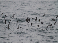 Водещи учени и експерти ще дискутират екологични теми в БДУ